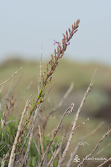 Campylanthus salsoloides