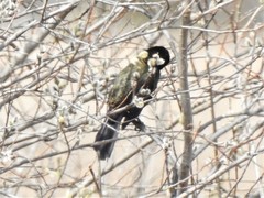 Quiscalus quiscula versicolor