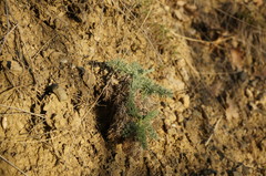 Seseli dichotomum