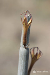 Ceropegia fusca