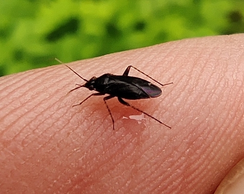 Common Nettle Flower Bug