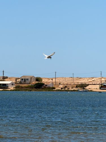 iNaturalist image