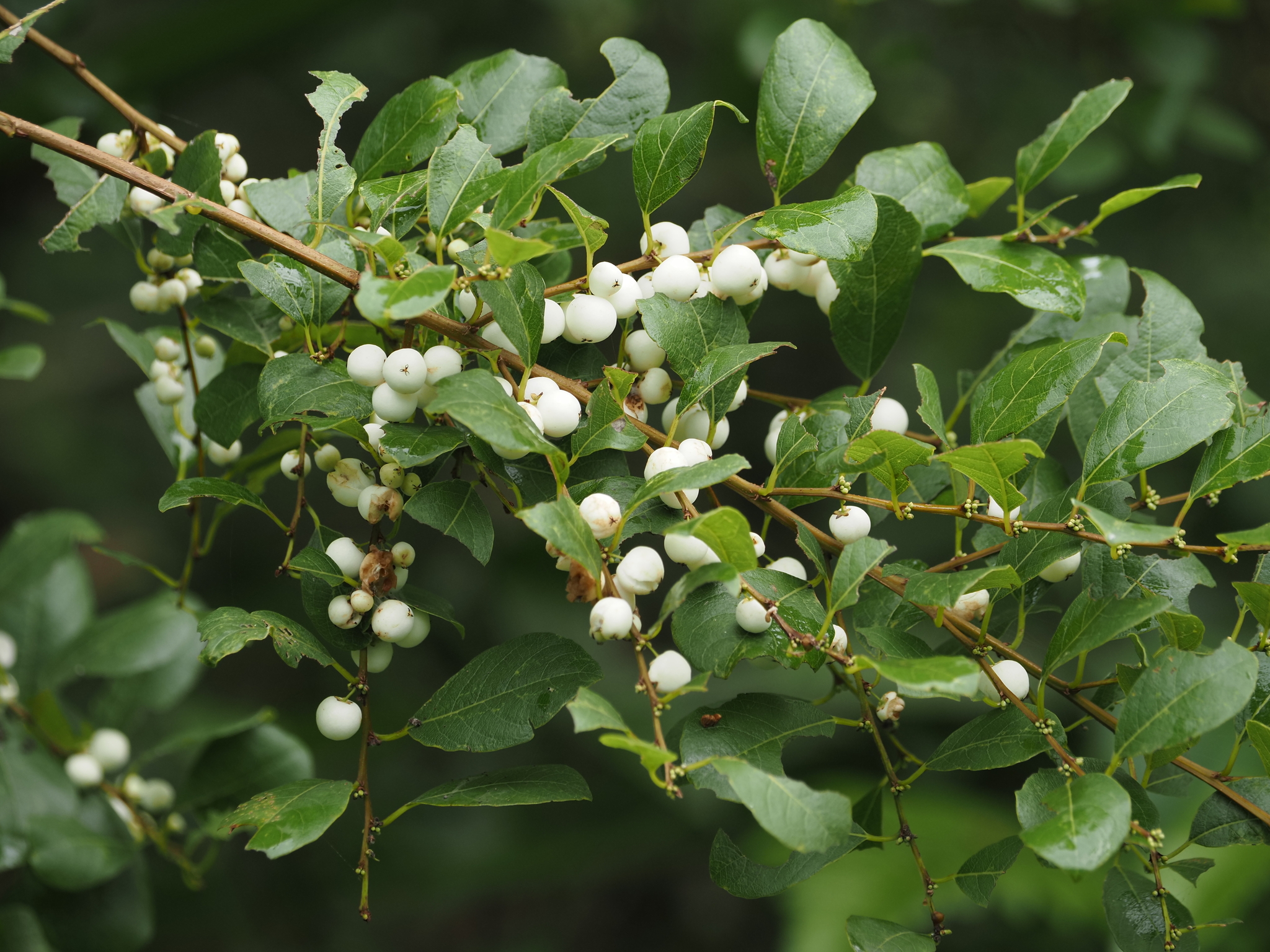 Flueggea virosa — ảnh 2