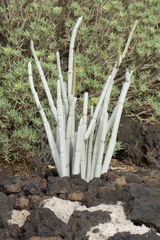 Ceropegia fusca