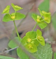 Euphorbia ouachitana