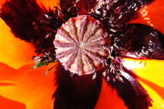Papaver orientale
