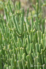 Euphorbia aphylla