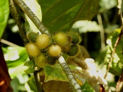 Cordia nodosa