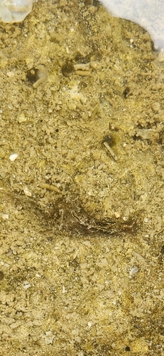 Stylocheilus striatus, 2026-07-20