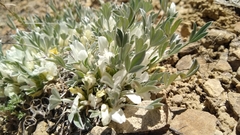 Astragalus gilviflorus