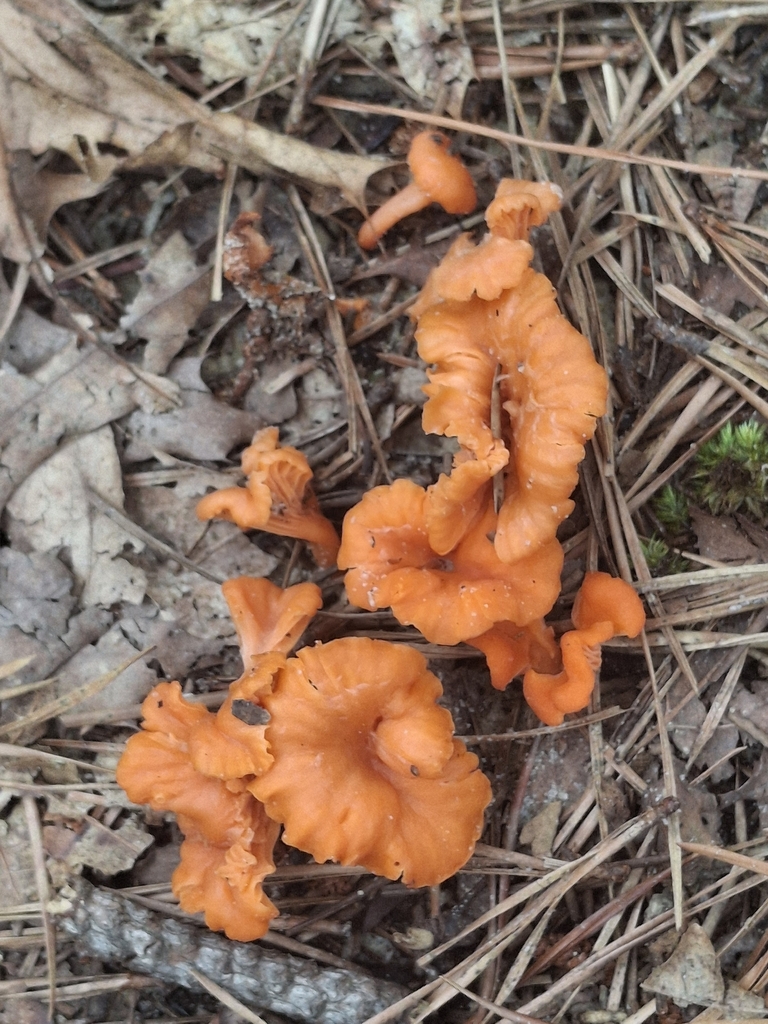 Red Chanterelle · July 2026 · photo: Photo: (c) John Keisers, some rights reserved (CC BY) · iNaturalist
