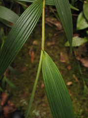 Elleanthus maculatus
