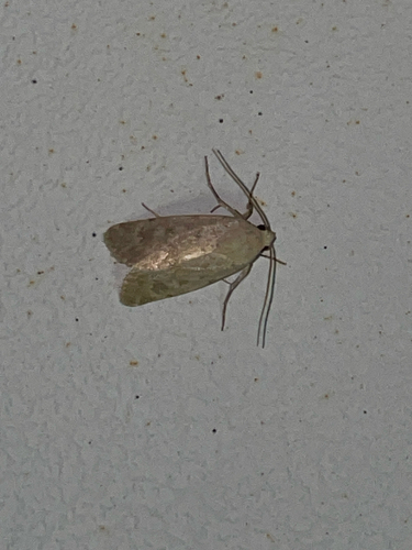 Leucocnemis perfundis