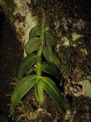 Epidendrum megalospathum