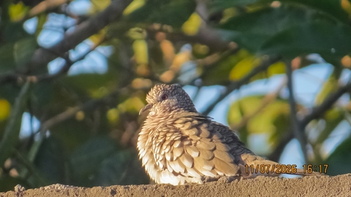 Scaled Dove