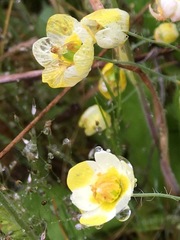 Hesperomecon linearis