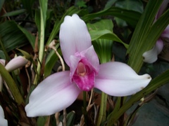 Lycaste virginalis