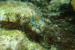 Thuridilla lineolata