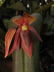 Pleurothallis linguifera