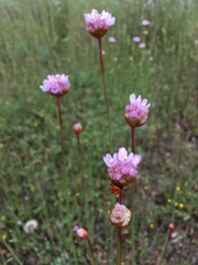 Armeria maritima californica
