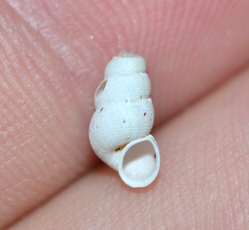 Parachondria dentata observed 2026-07-14
