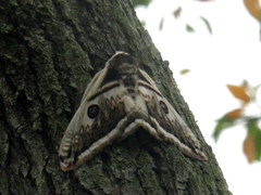 Saturnia pyretorum