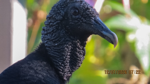 Black Vulture