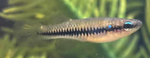Striped Topminnow
