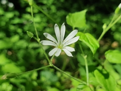 Stellaria nemorum, photograph (c) Clément Maouche, some rights reserved (CC BY)