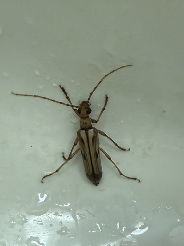 iNaturalist observation photo of Ortholeptura valida