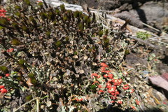Cladonia asahinae