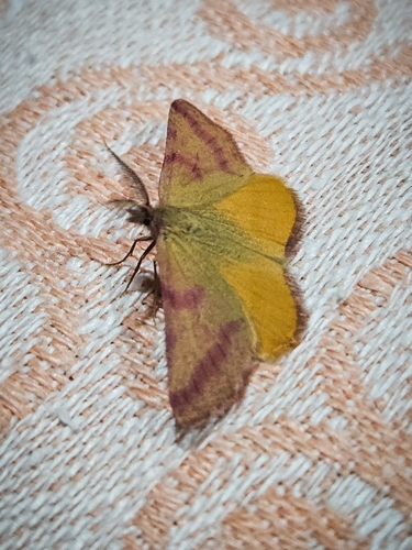 Purple-barred Yellow