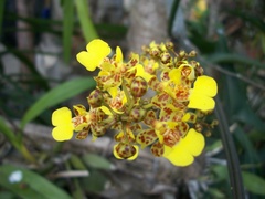 Trichocentrum ascendens