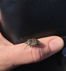 Rhaphigaster nebulosa