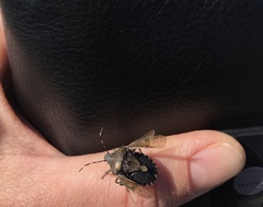 Rhaphigaster nebulosa