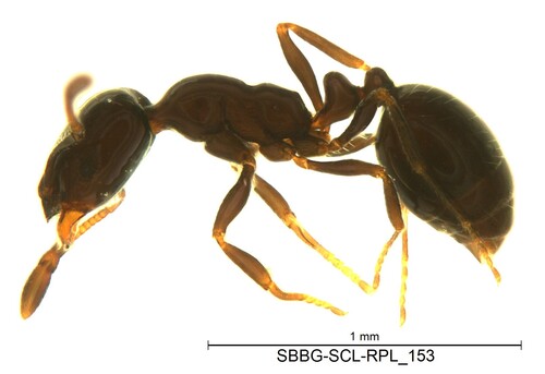 Monomorium ergatogyna