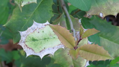 Phytophthora ilicis