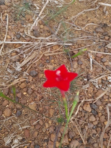 Cypress Vine