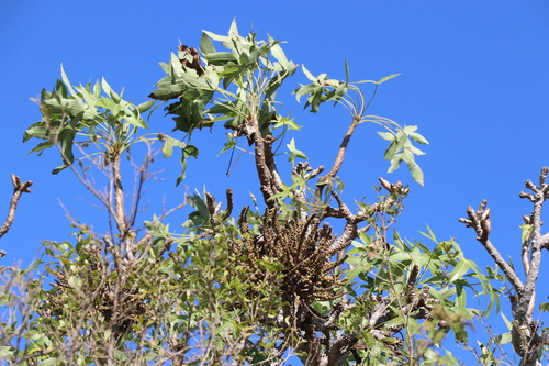 Five-Finger Tree