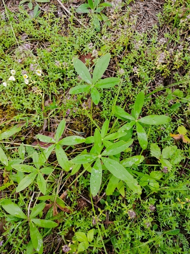 Potentilla alba, photograph 5