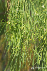 Plocama pendula