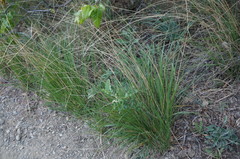 Achnatherum bromoides