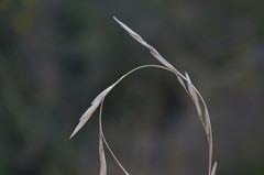 Achnatherum bromoides