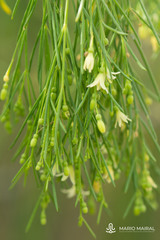 Plocama pendula