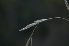 Achnatherum bromoides