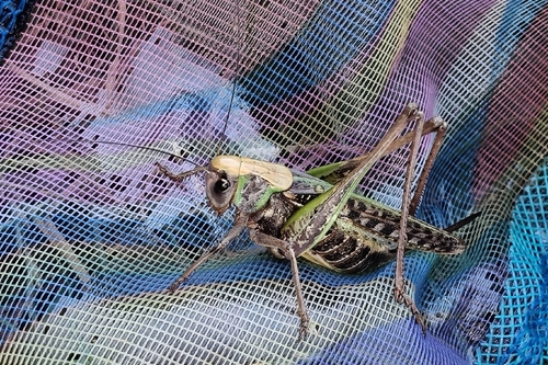 Wart-biter