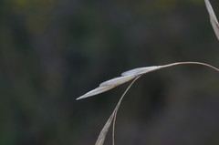 Achnatherum bromoides