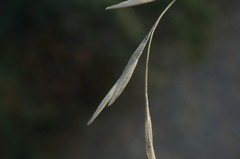 Achnatherum bromoides