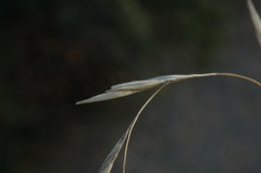 Achnatherum bromoides