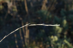 Achnatherum bromoides